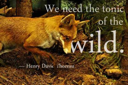 A Wild Tonic for the Spirit Image